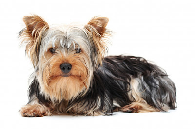 Yorkshire Terrier Dog Breed Pictures