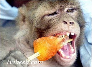gambar gokil monyet gambar-gokil-monyet