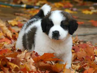 Choosing Best Dogs For Kids Information st bernard Choosing Best Dogs For Kids Information st bernard