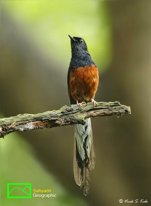 Bung Dimaz Banjirnya Murai Import