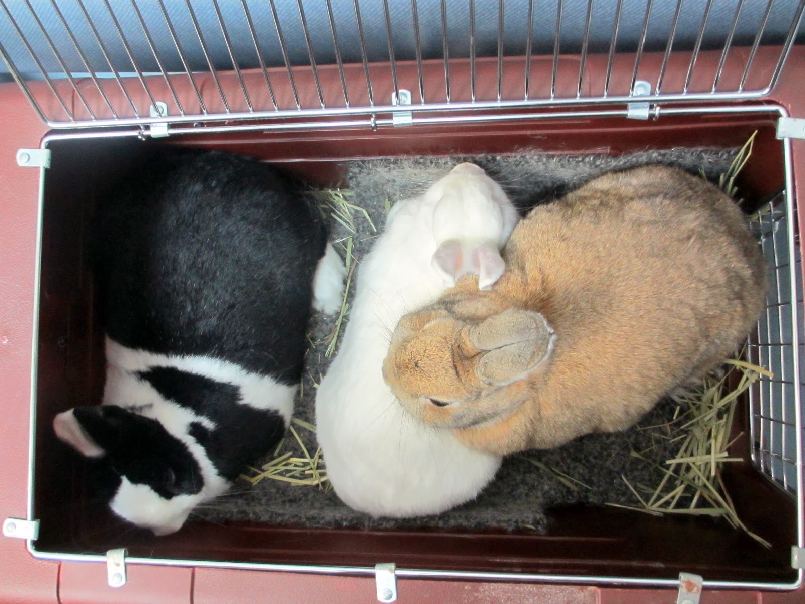 Rabbit Ramblings Bunny vet visit