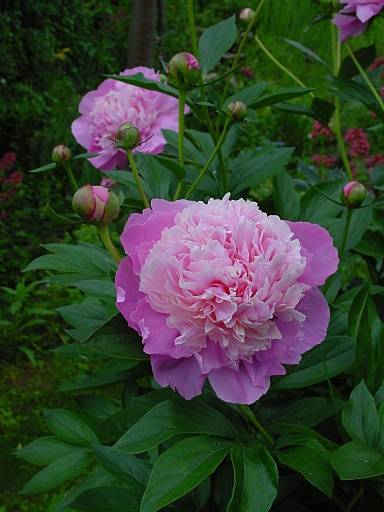 Blumensprache Pfingstrose