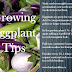 Home Vegetable Gardening - Tips For Growing Eggplant