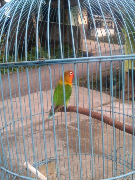pasar burung usa ungaran salatiga dan ambarawa cara pasar burung usa ungaran salatiga dan ambarawa cara