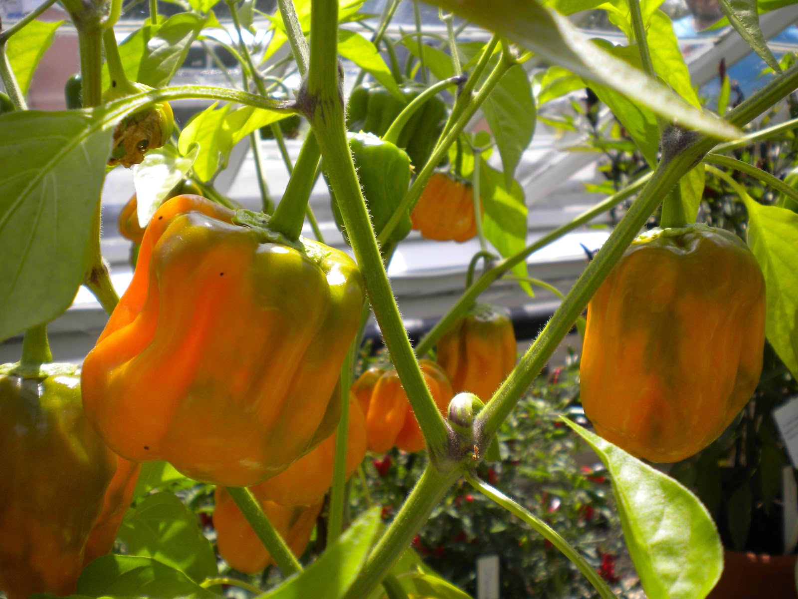 Chilli Pepper Heaven Chilli Pepper Plant Pictures from West Dean Gardens