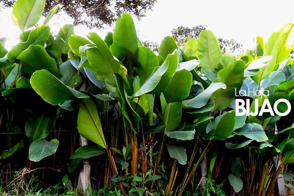 La Hoja de Bijao, el secreto de la Gastronomía Amazónica. Made In