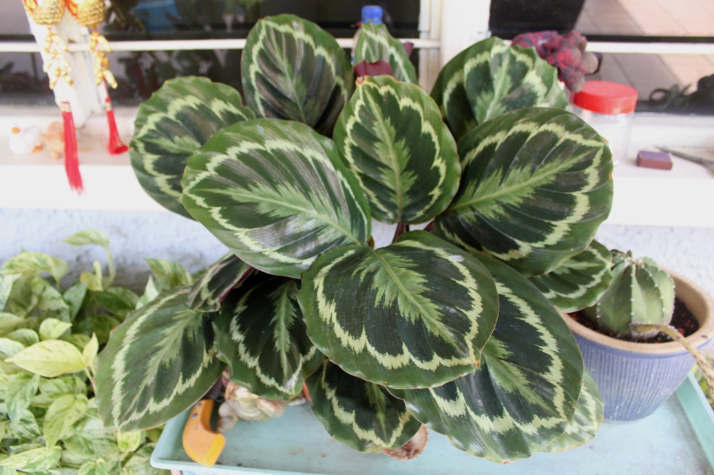 LI NA HERBS PEACOCK PLANT