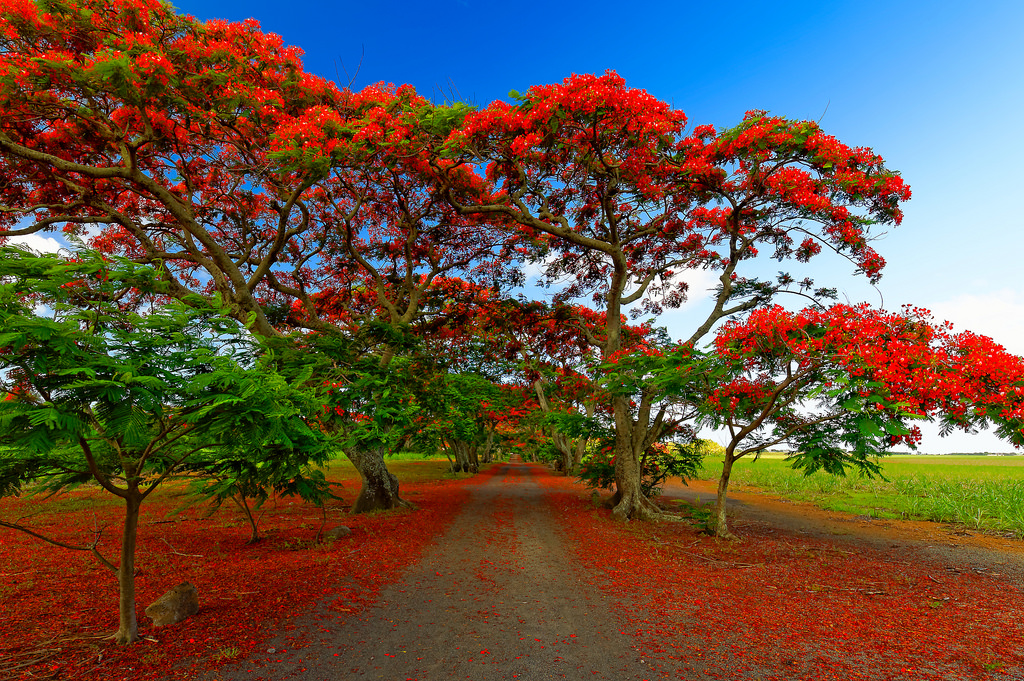 Church Planting in Puerto Rico: Red Flame Flower Trees of Puerto Rico