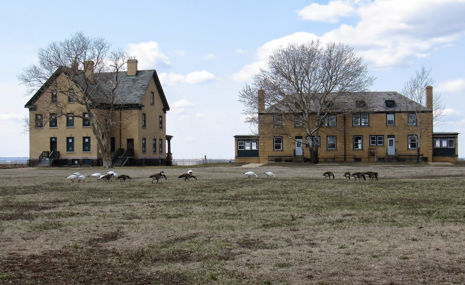 Snow Geese Still at Sandy Hook Nature on the Edge of New York City