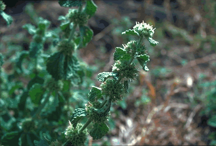 The Herb Hound HOREHOUND