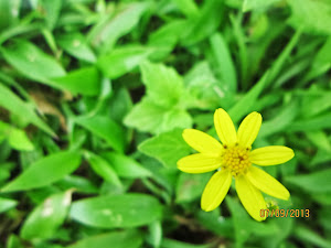 Golden flowering..The "Sonki Flowers" of  Kaas Plateau.