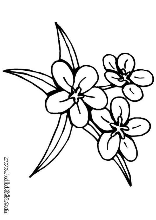 Kids Page: - FLOWER - Rose Flower Coloring Pages