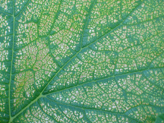 Ozone injury on a pumpkin leaf