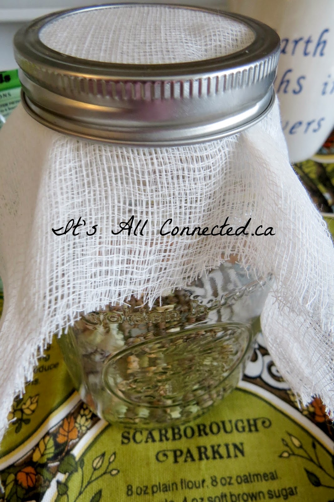 It's All Connected Grow Your Own Sprouts