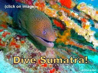 Dive Sumatra - Click on Image for Details: