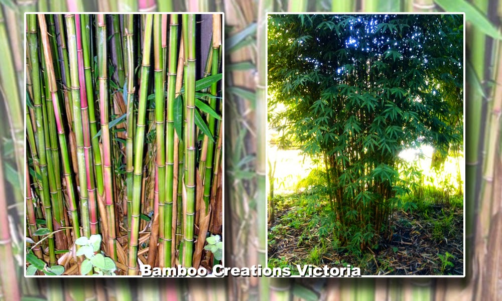 Candy cane bamboo from Bamboo Creations victoria