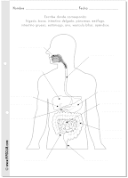 Actividad sobre el Sistema digestivo. El cuerpo humano Repaso 