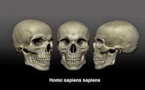 HOMO SAPIENS SAPIENS