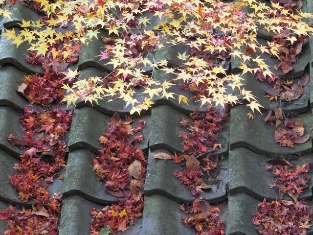 屋根に積もった散り紅葉。 屋根に積もった散り紅葉。