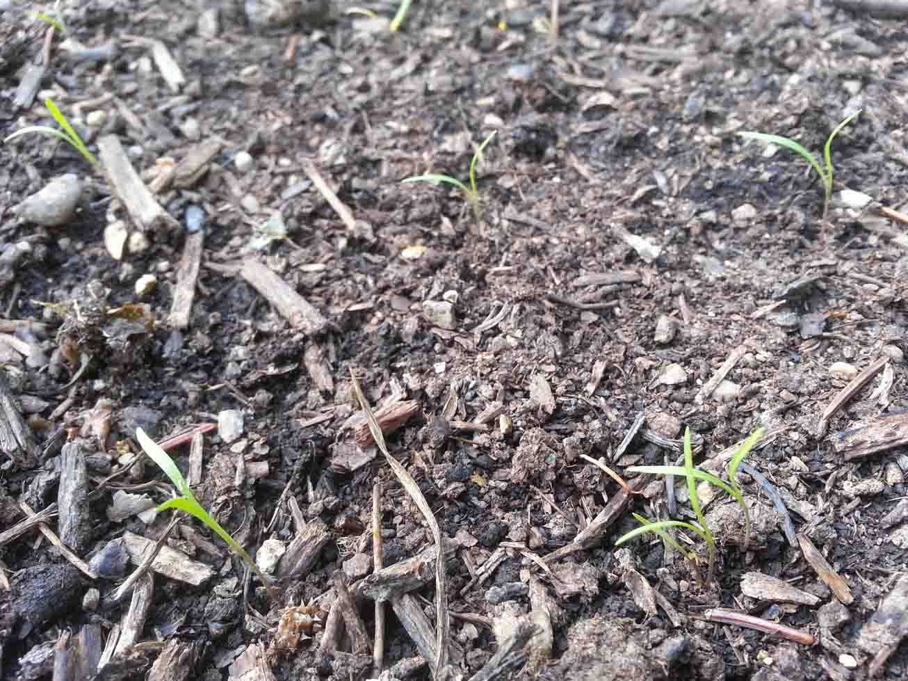 dill seedlings falling over dill seedlings falling over