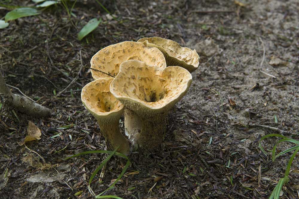 The 3 Foragers Foraging for Wild, Natural, Organic Food Mushrooms