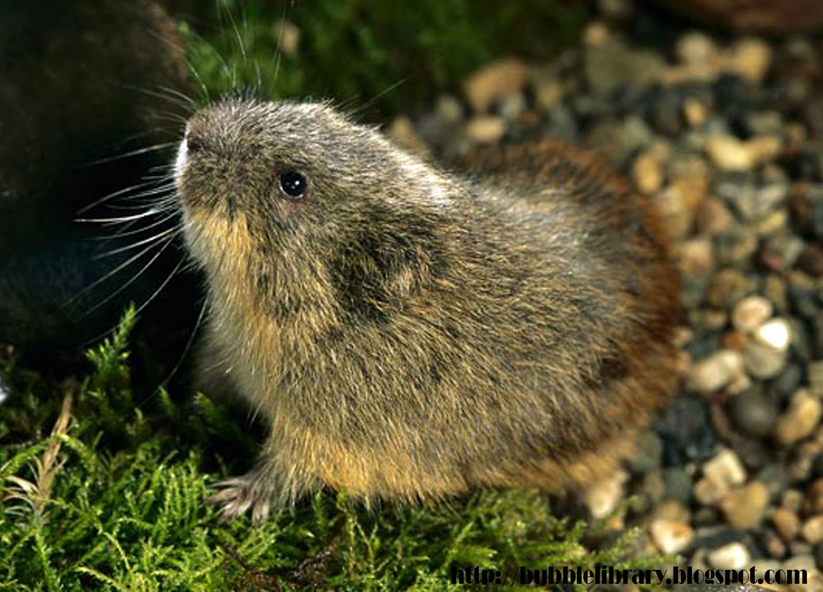 B u B b L e L i B R A R Y What is unusual about lemmings?