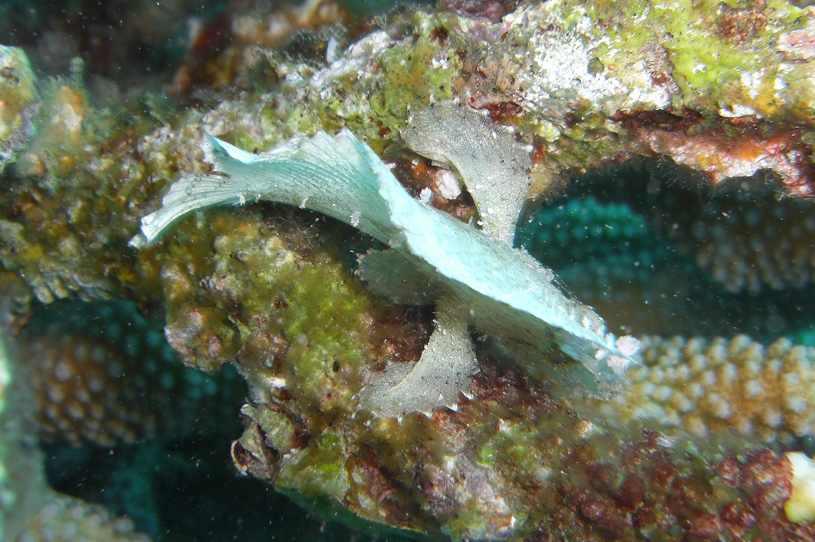 real monstrosities leaf scorpionfish