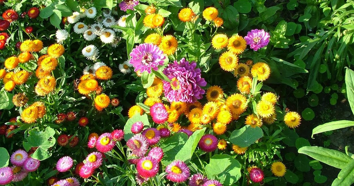 For your Desktop:::...: Beautiful Flowers Wallpapres
