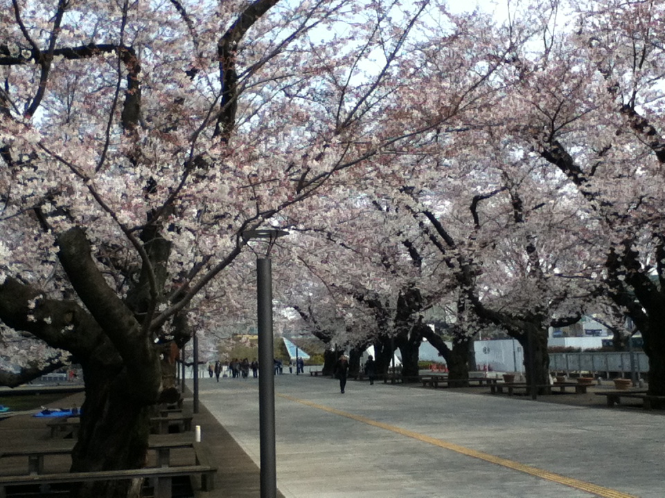 Yz Studio 東工大本館前の桜並木 綺麗に咲いております