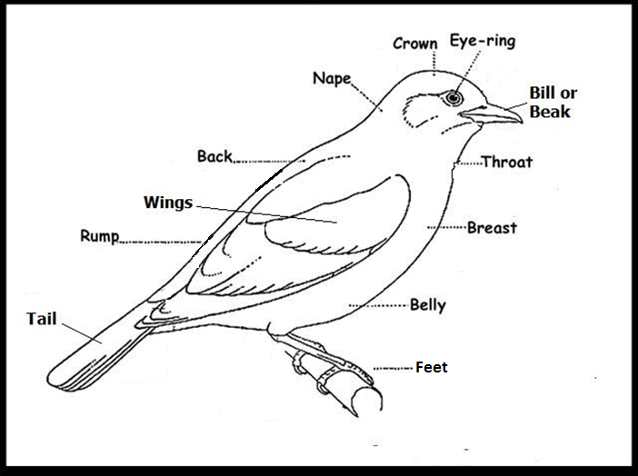 l o s young birders club the new season kicks off at gilded