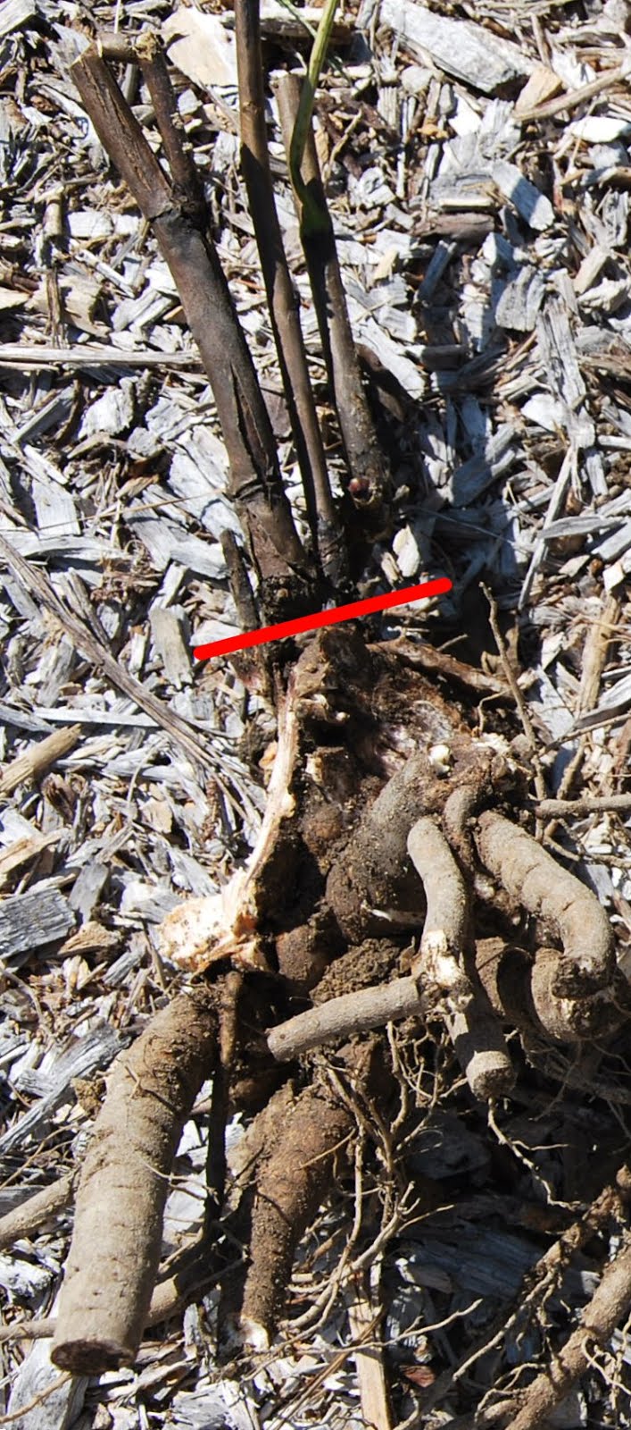 Southern Peony 2012 Questions Itoh Peony Planting Depth