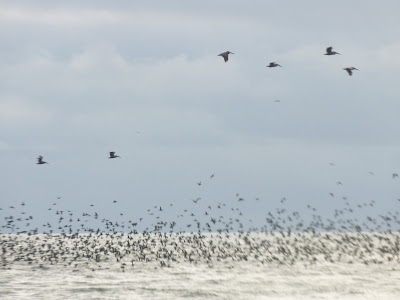 mass of birds
