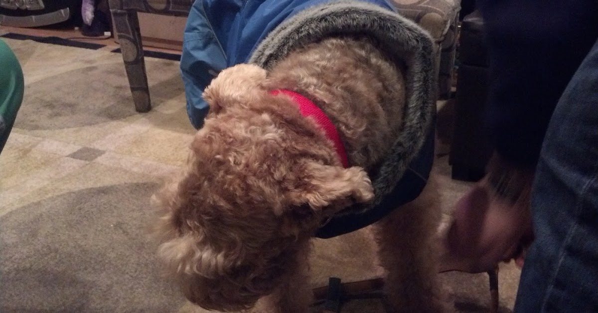 Dog Doesnt Get Into Dog House When It Rains Dog Doesnt Get Into Dog House When It Rains
