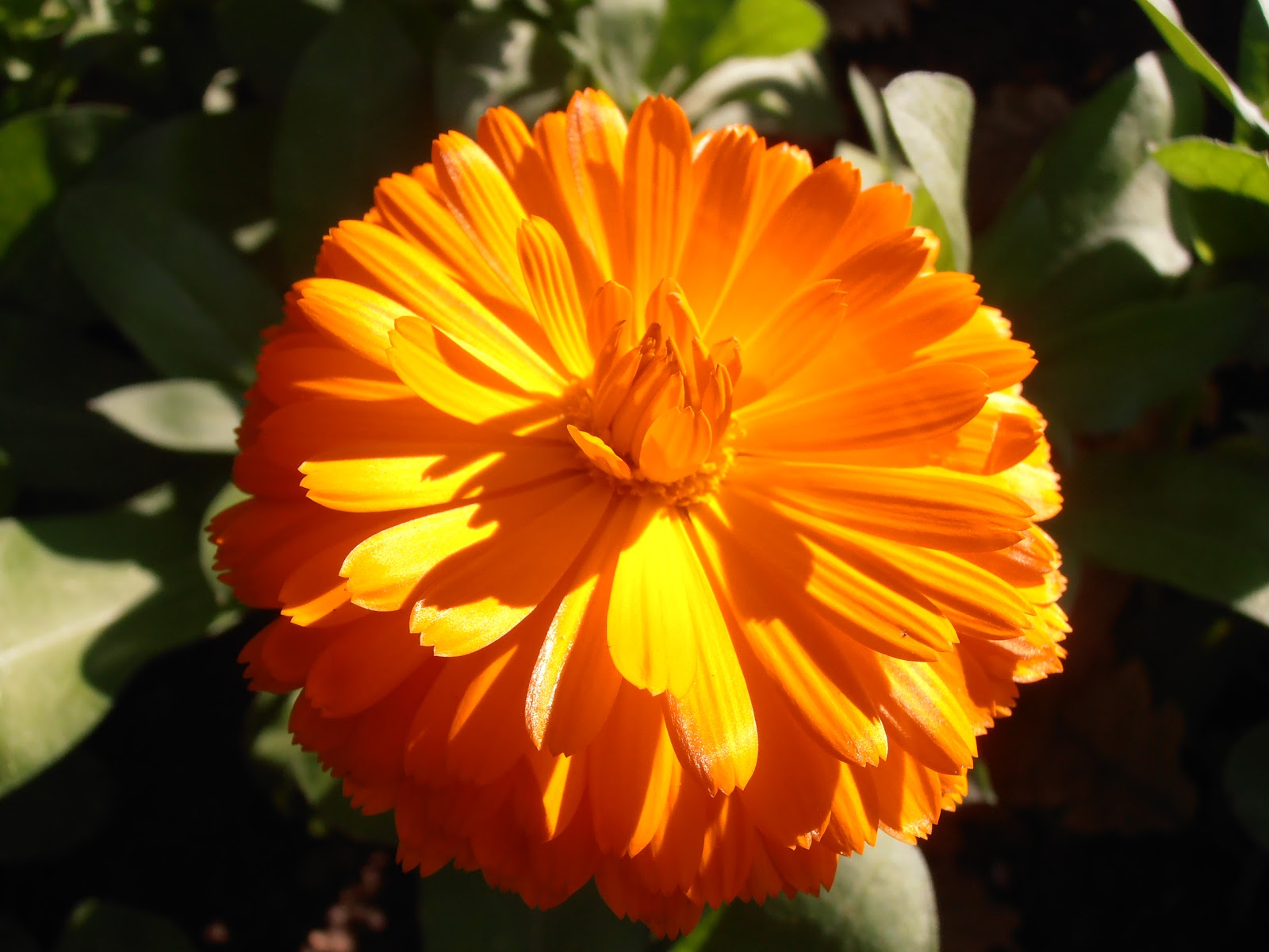 calendula hijab