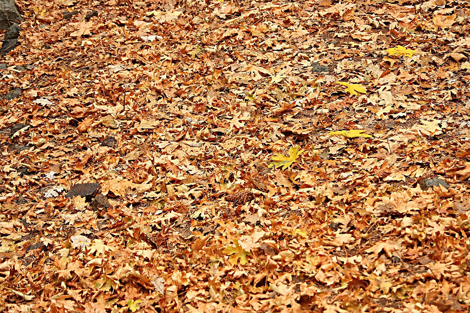 13 Natural Textures ibjennyjenny photography and free resources