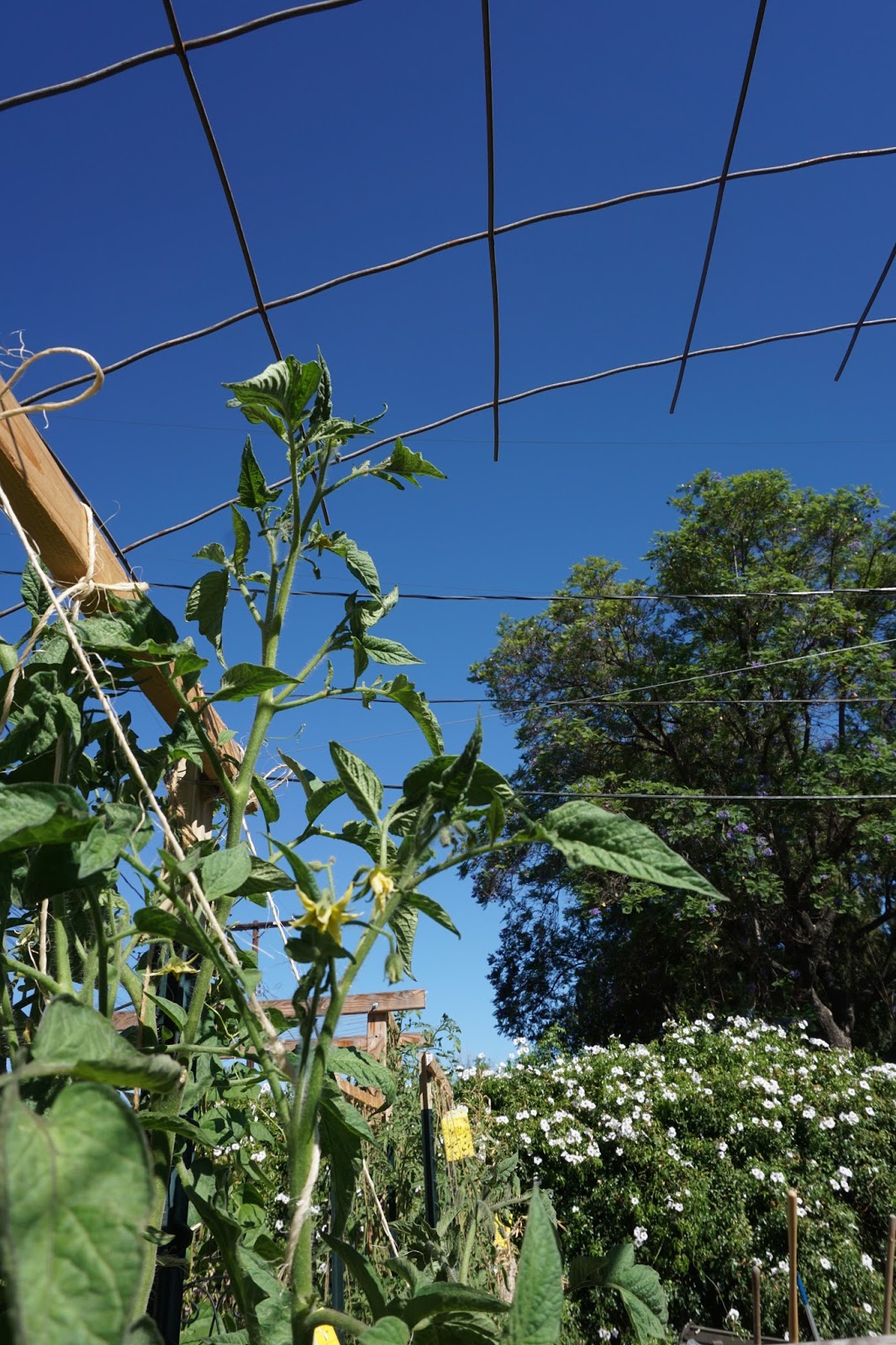 Andie's Way: Arched Tomato Trellis