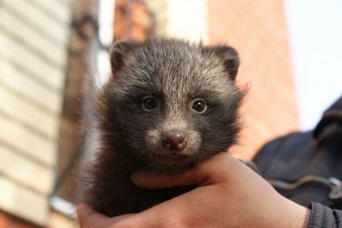 rare_pets_09.jpg