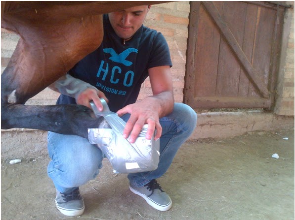 Jinete Y Caballo Laminitis O Infosura En Caballos Y Yeguas
