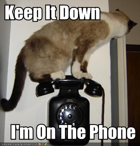 funny-pictures-cat-on-phone.jpg