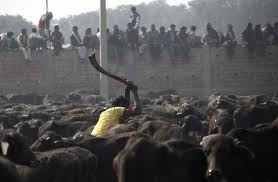 சத்தியச் சோதனையிலிருந்து-காந்திஜி Cattle+sacrifice+3