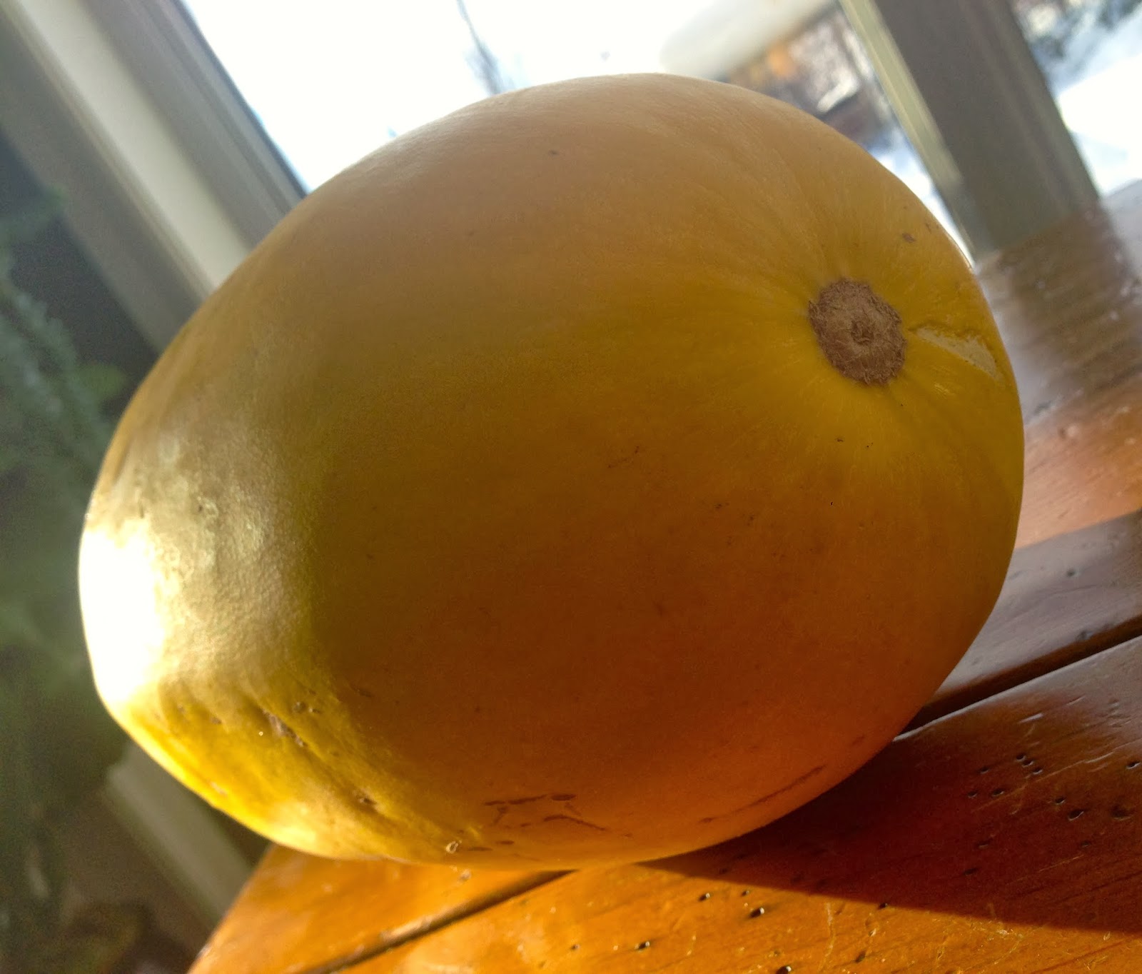 southwest edmonton farmers market spaghetti squash spaghetti squash size