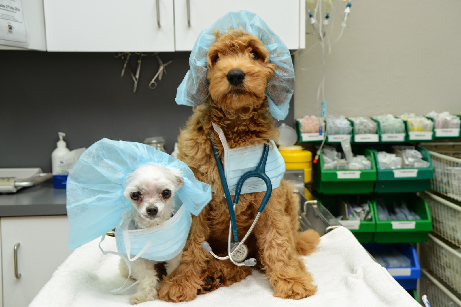 DesexingWollondilly Animal Hospital