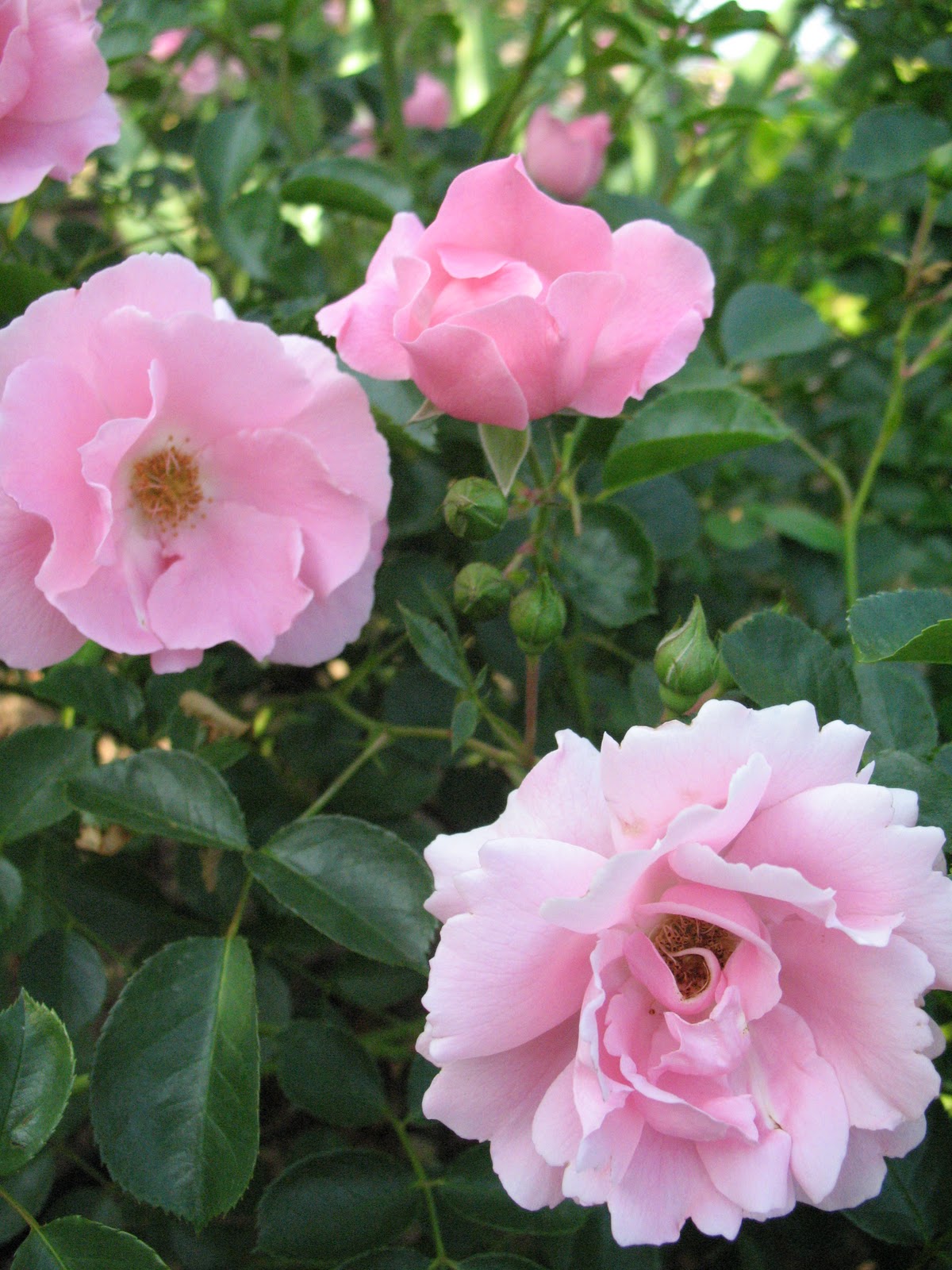 Roses du jardin Chêneland Rosier "Vent d'Eté"