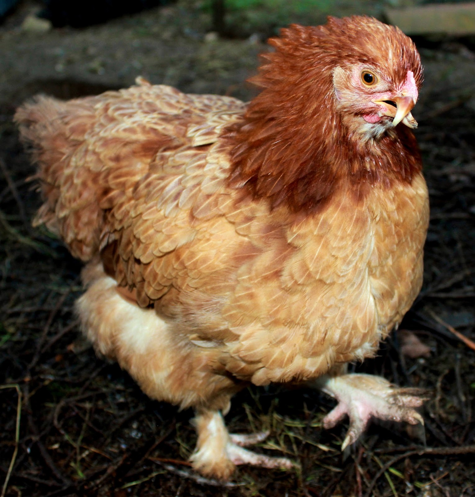 The Borne Homestead Scissor Beak