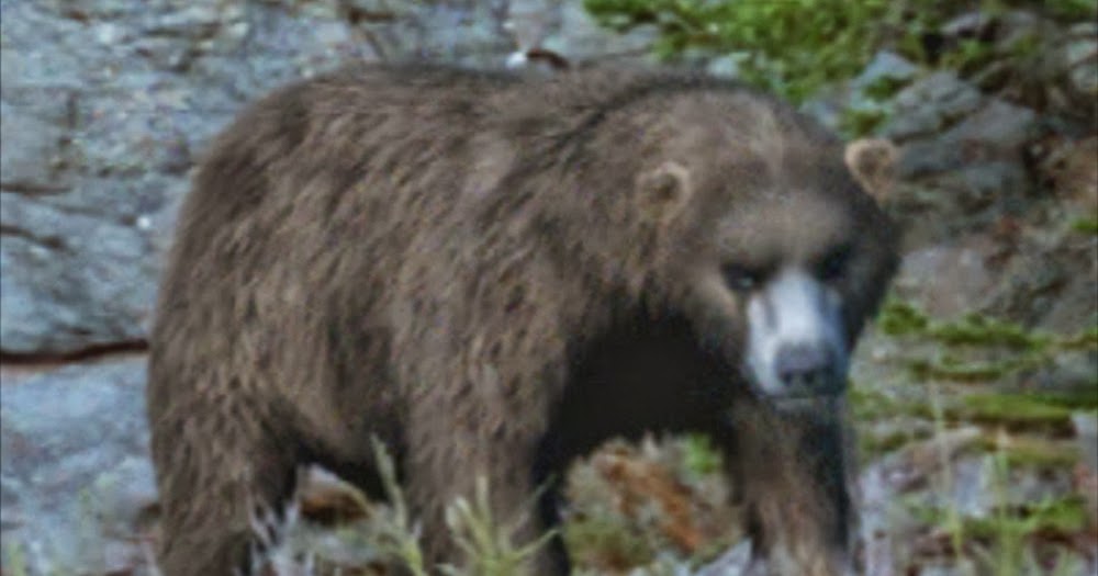 Extinction around the world: Cave Bear and Short-faced Bear