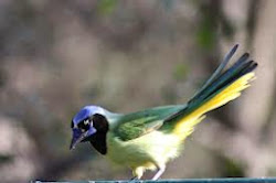 Green jay