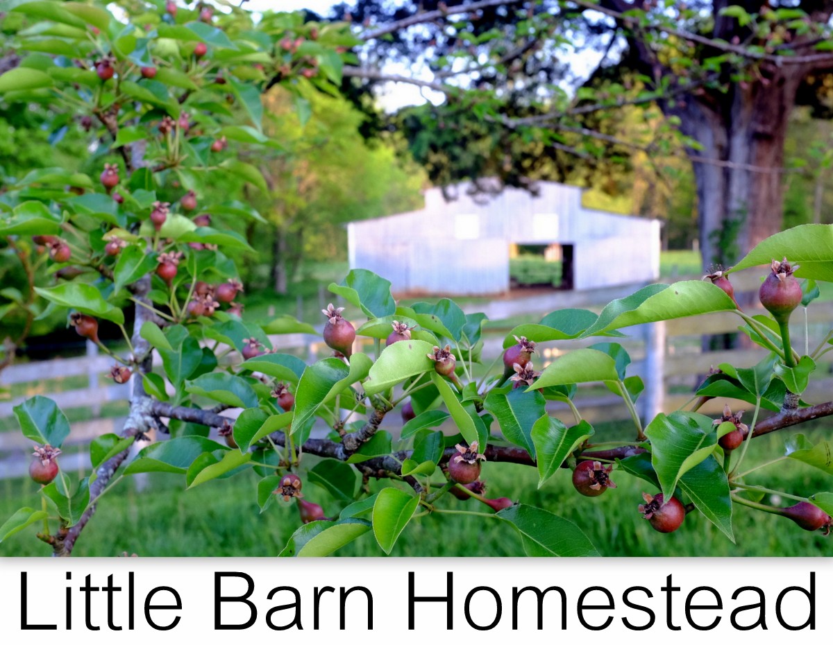 Little Barn Homestead