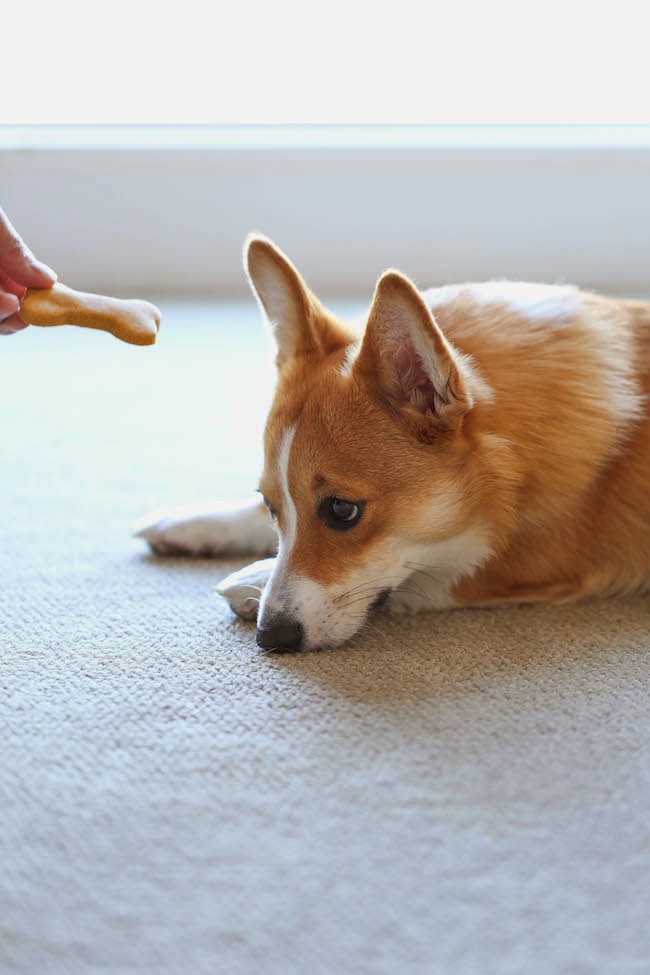 Best Homemade Dog Treats Ever Best Homemade Dog Treats Ever