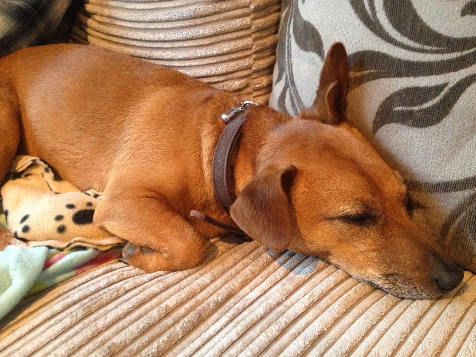 Show Your Puppy Love, with this DIY Dog Warmer! (also a good hand warmer!)