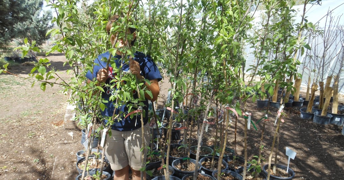 Take Home A Gala Apple Tree For Your Orchard & Help Us Find Our Staff!